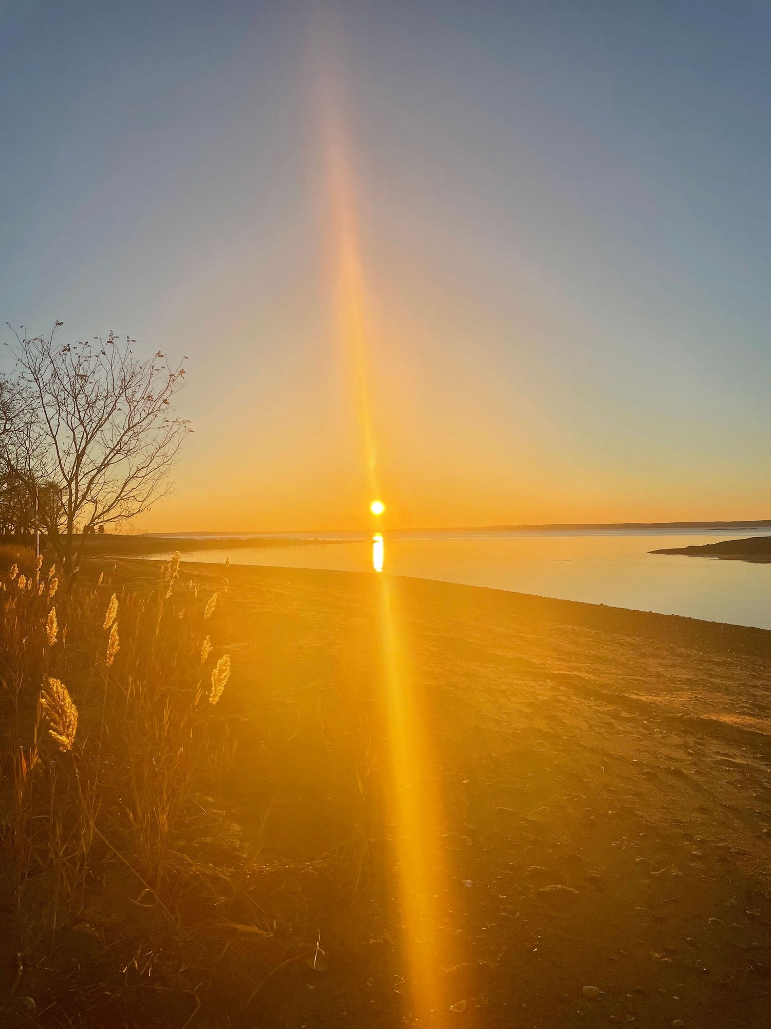 Golden sun pillar rises over calm beach shoreline at stunning sunset with reeds in foreground.