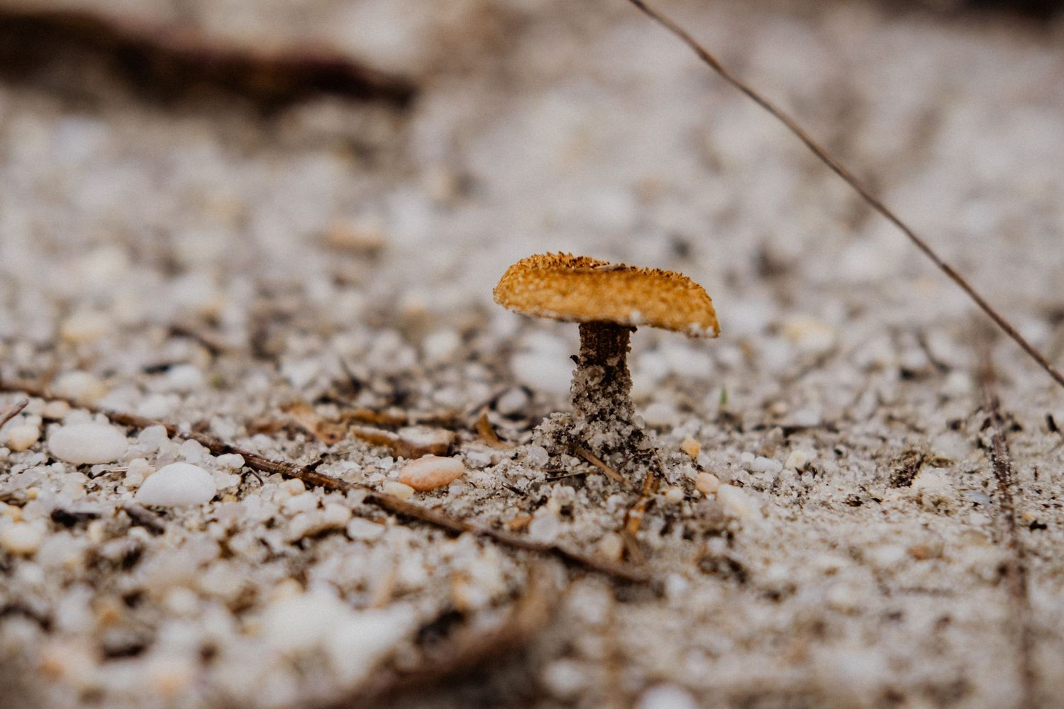 A tiny brown mushroom growing alone in sandy gravelly soil, captured in close-up macro photography.