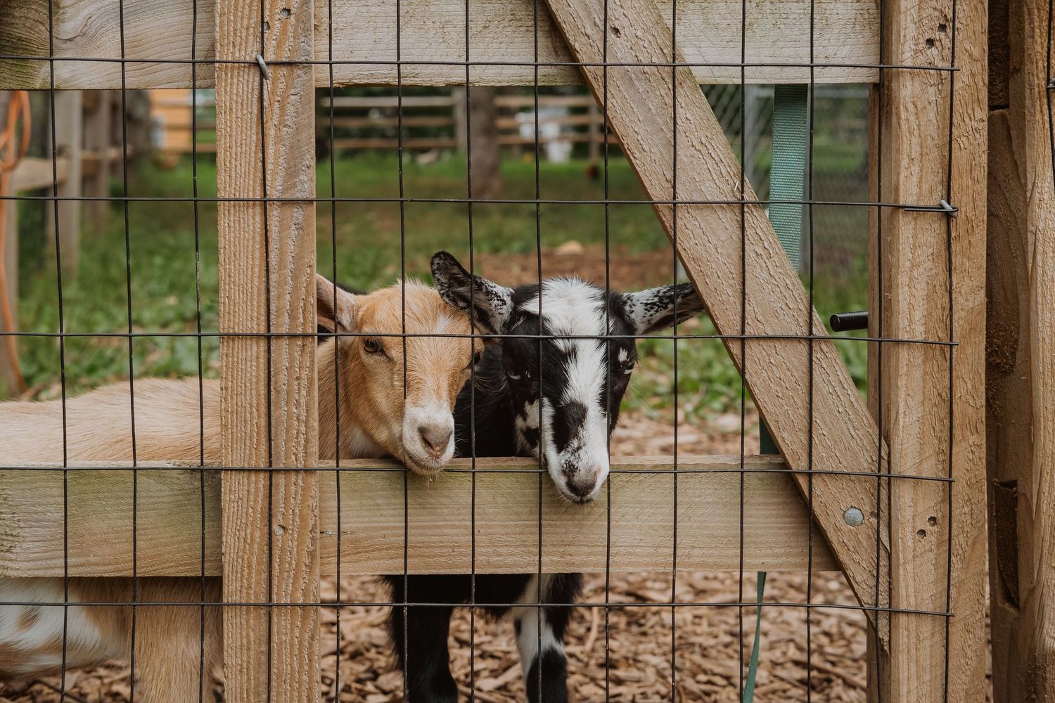 Two baby goats peek their heads through a wooden and wire fence at a farm.