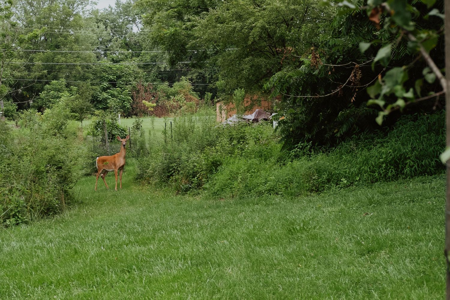 A deer stands among lush green bushes and trees in a peaceful backyard garden setting.