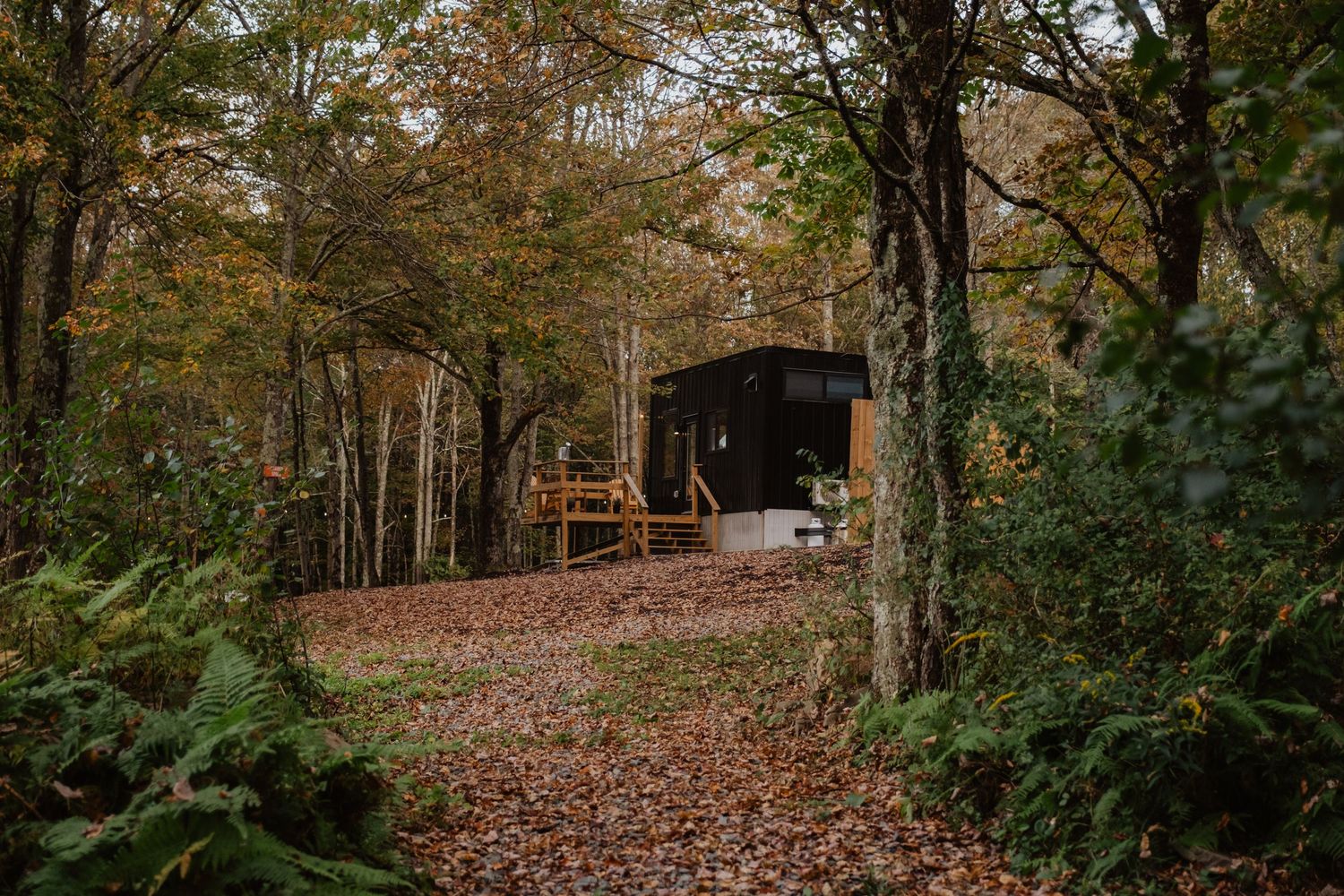 A black modern cabin nestled among autumn trees with fallen leaves on a forest path.