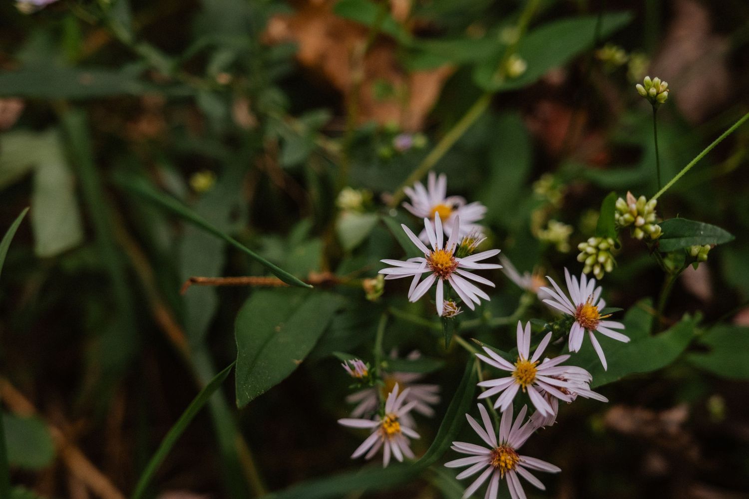 Cluster of wild purple aster flowers with yellow centers blooming among green foliage in a natural woodland setting.