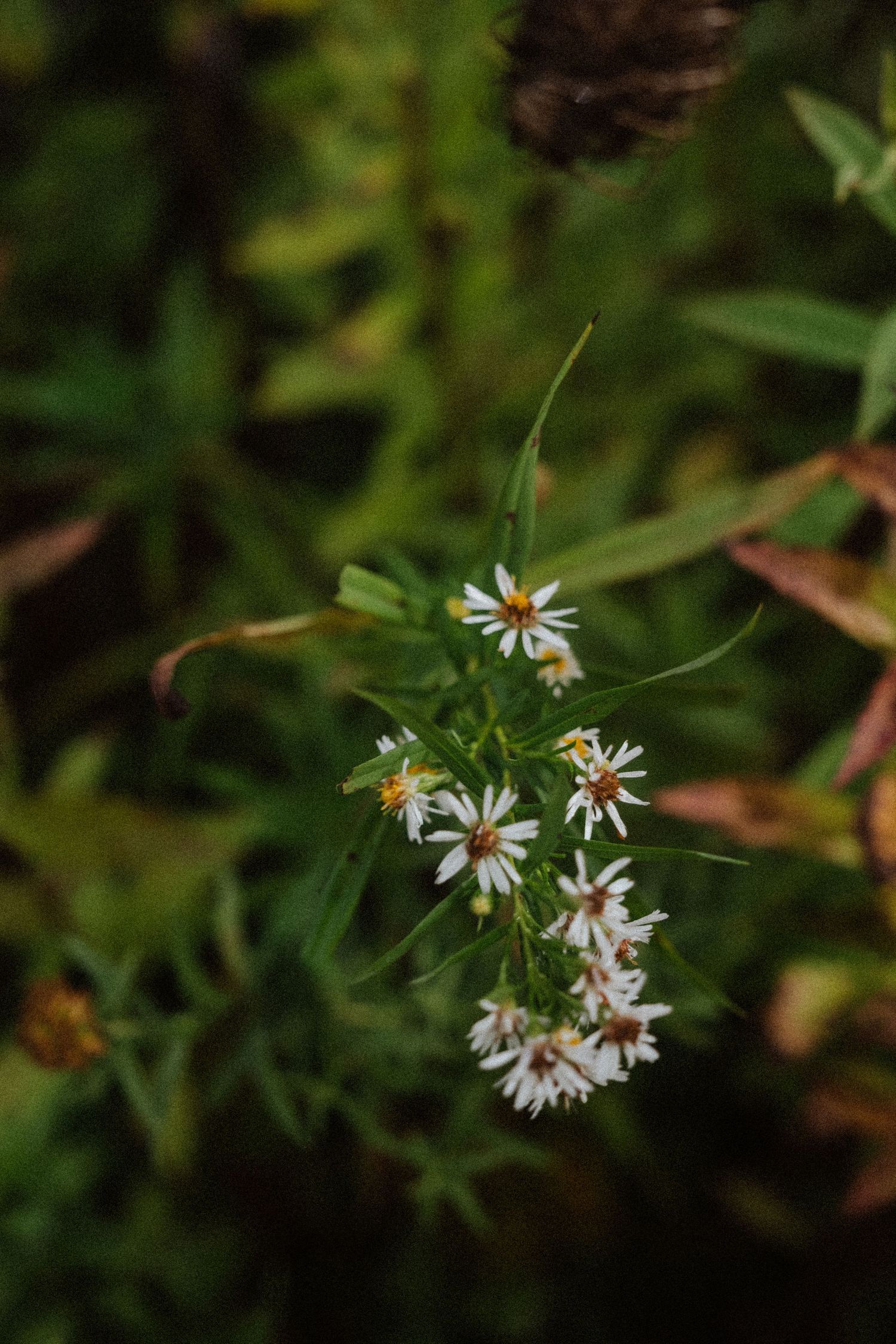 Close-up of delicate white wildflowers with yellow centers blooming among lush green foliage in a natural setting.