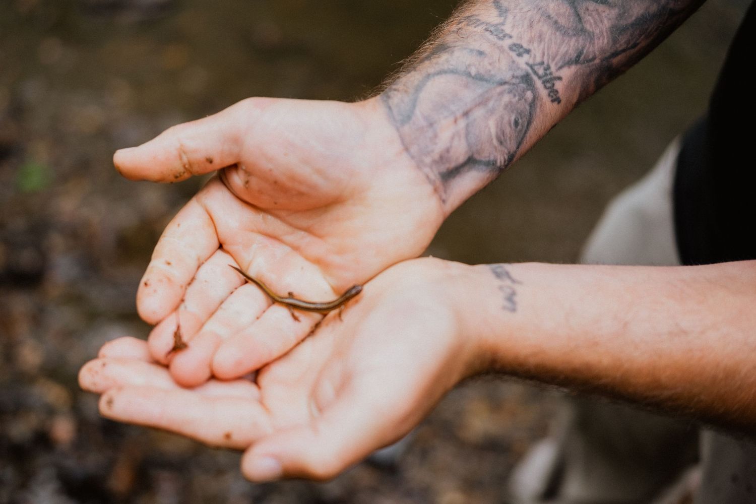 Tattooed hands gently holding a small lizard or salamander outdoors in nature.