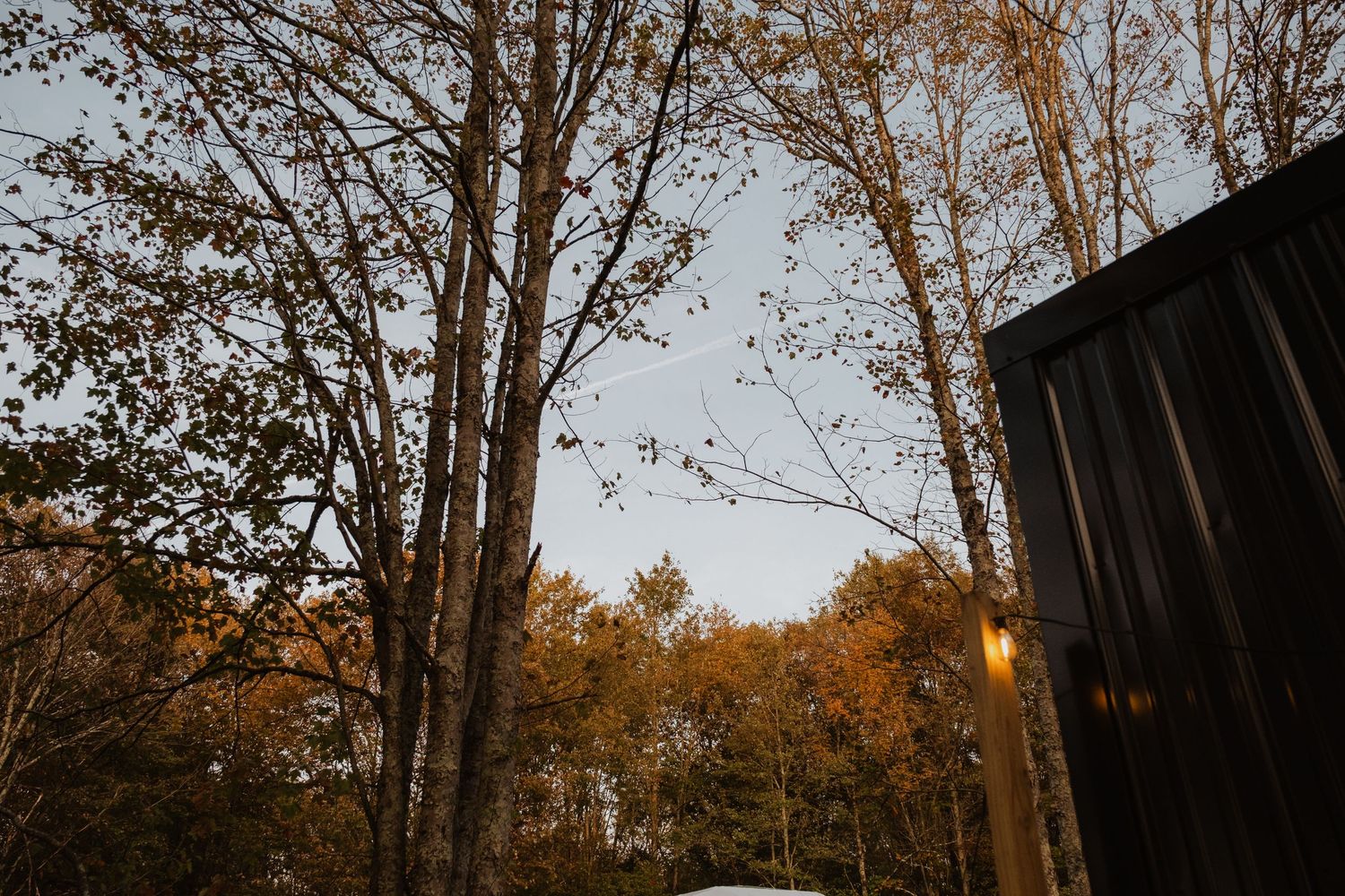 Tall bare trees with autumn foliage beside a dark wooden structure at dusk in a forest setting.