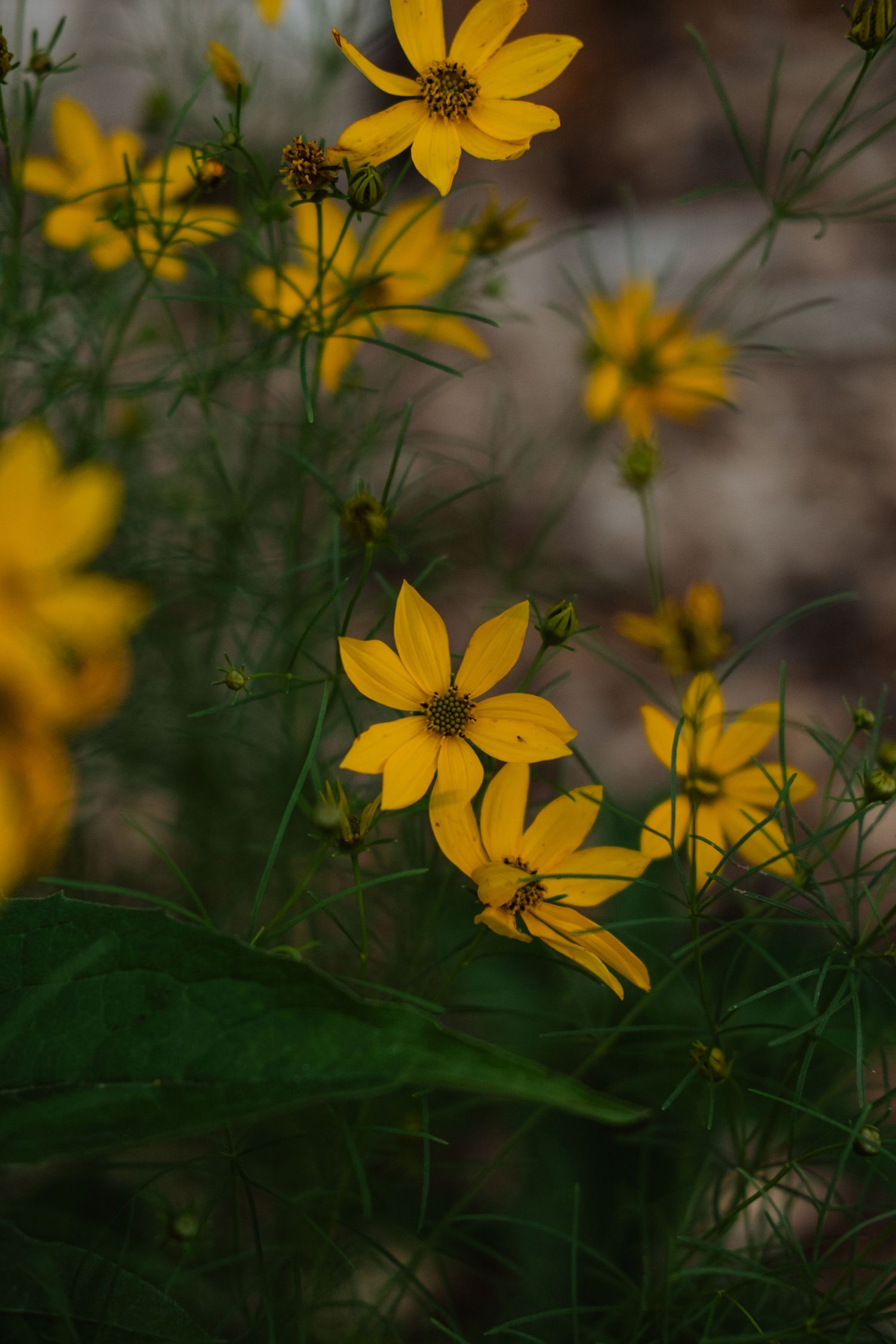 Close-up of vibrant yellow wildflowers with delicate petals blooming in a natural garden setting.