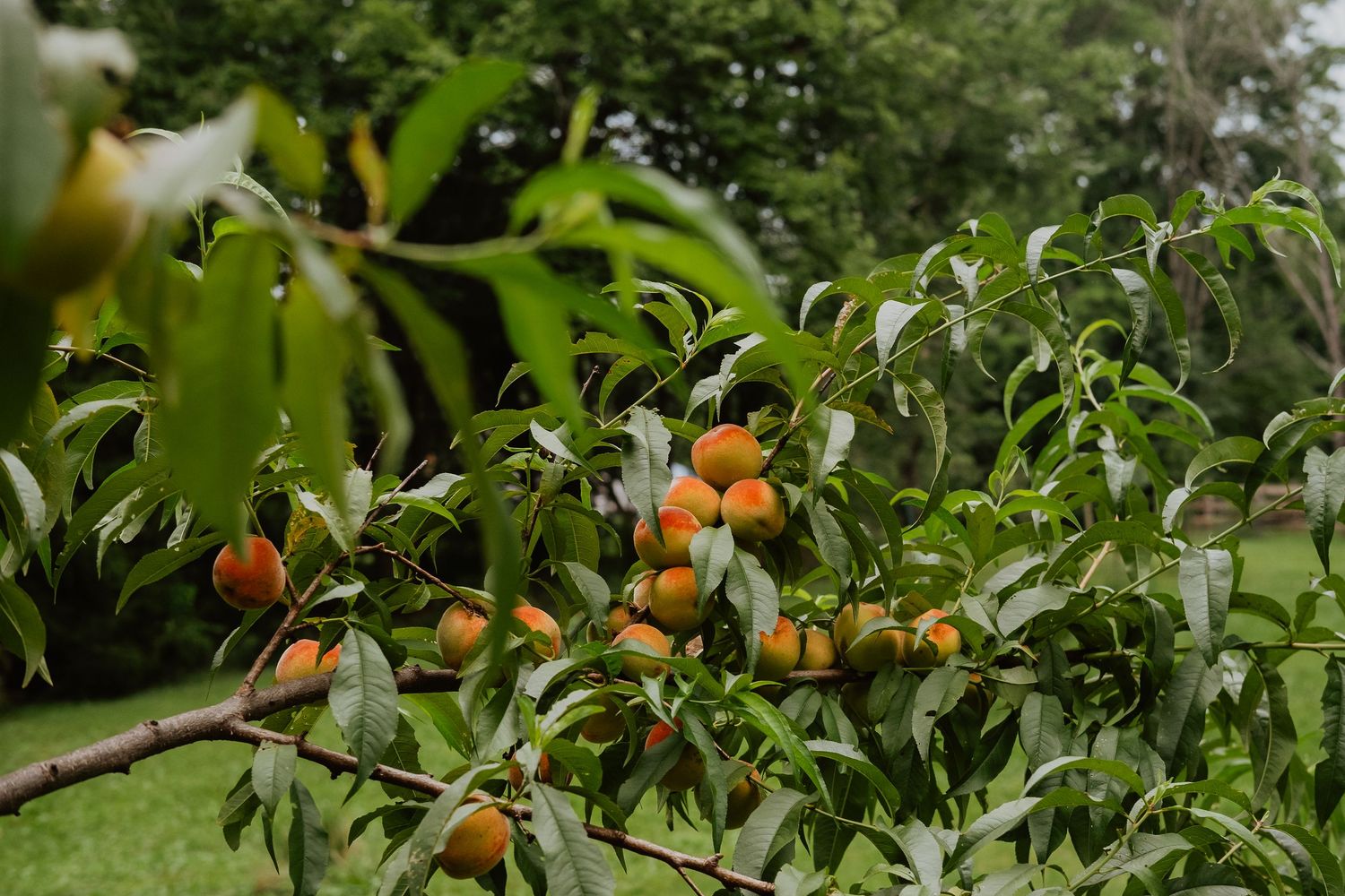 Ripe orange apricots growing on leafy tree branches in a lush green garden orchard.