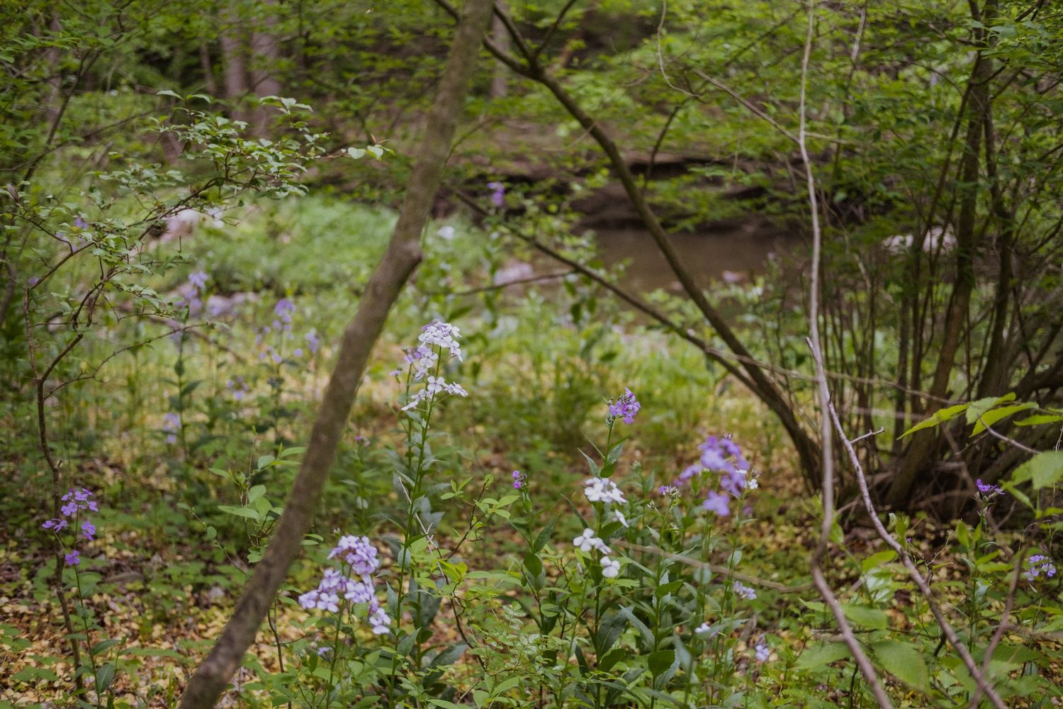 Purple wildflowers bloom among lush green forest undergrowth with trees and rocky outcroppings in a woodland setting.