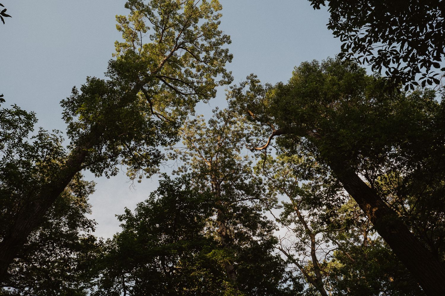 Tall trees with lush green canopies reaching toward a clear blue sky, viewed from below in a dense forest.
