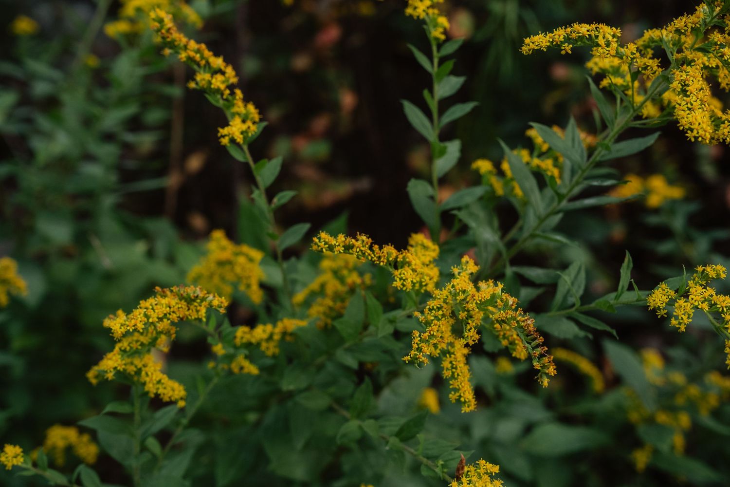 Close-up of vibrant yellow goldenrod wildflowers with green leaves in a natural outdoor setting.