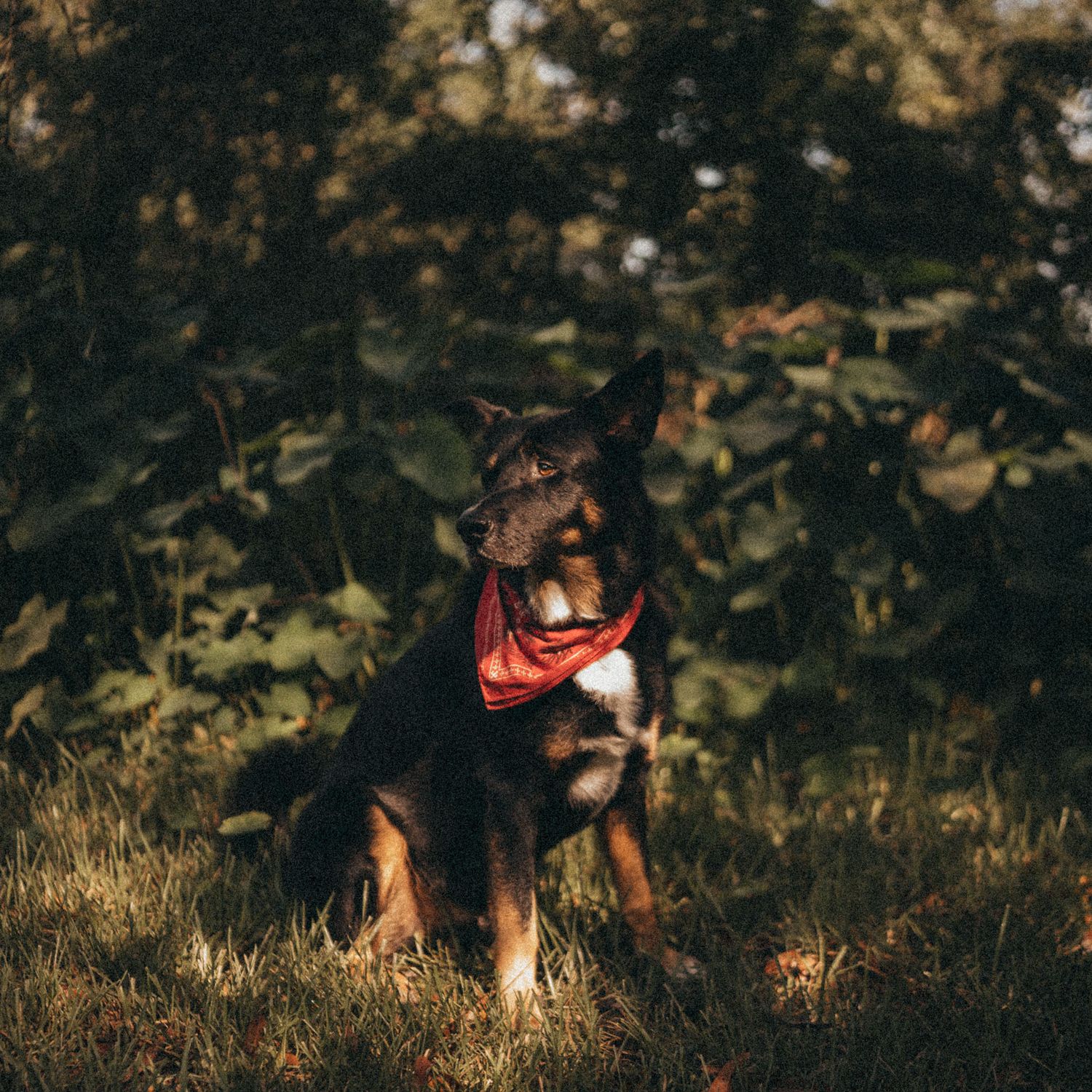 A dark brown dog wearing a red bandana sits on grass in front of lush green foliage outdoors.