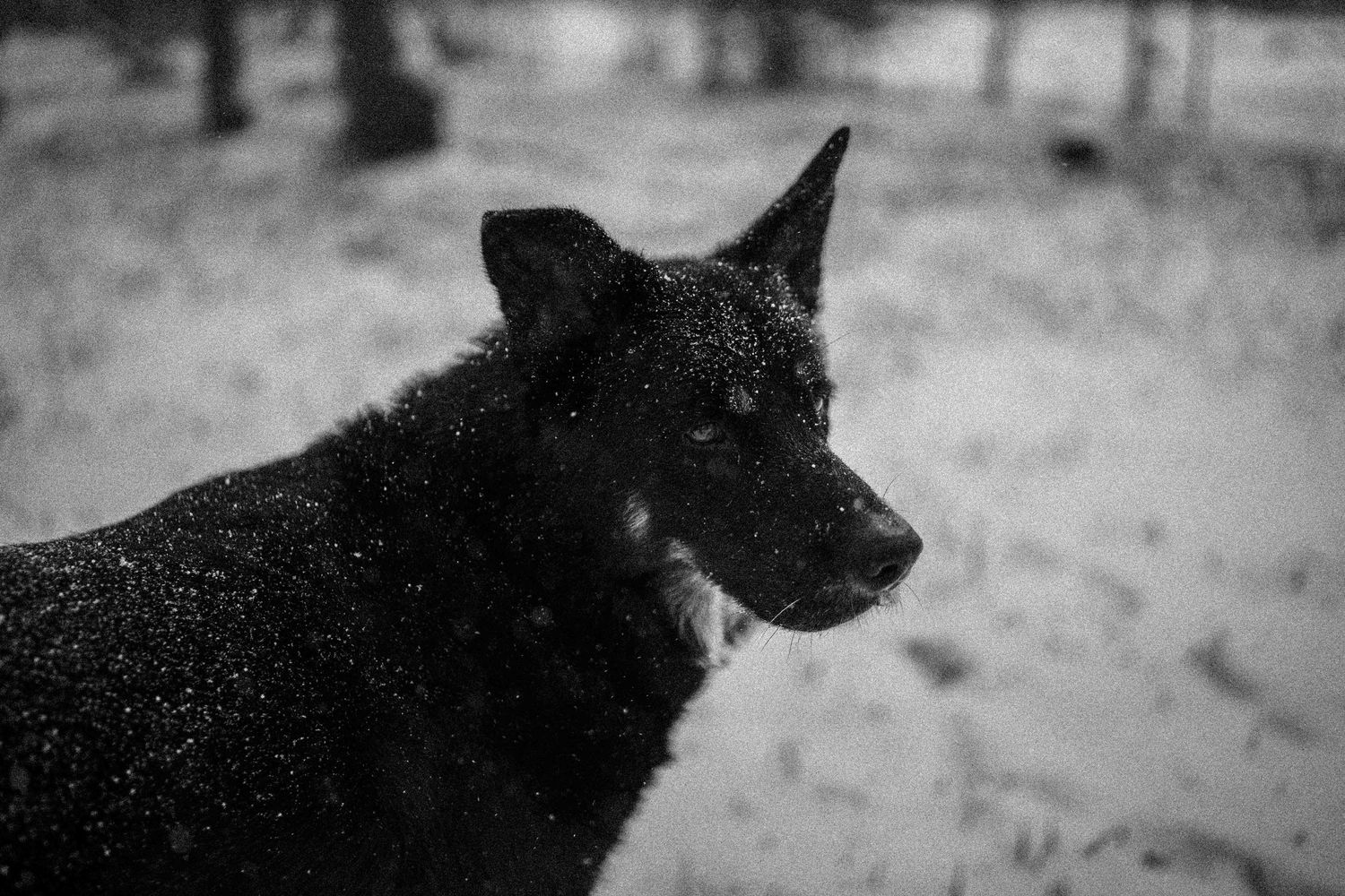 Black dog standing in a snowy forest during a snowfall, captured in black and white photography.