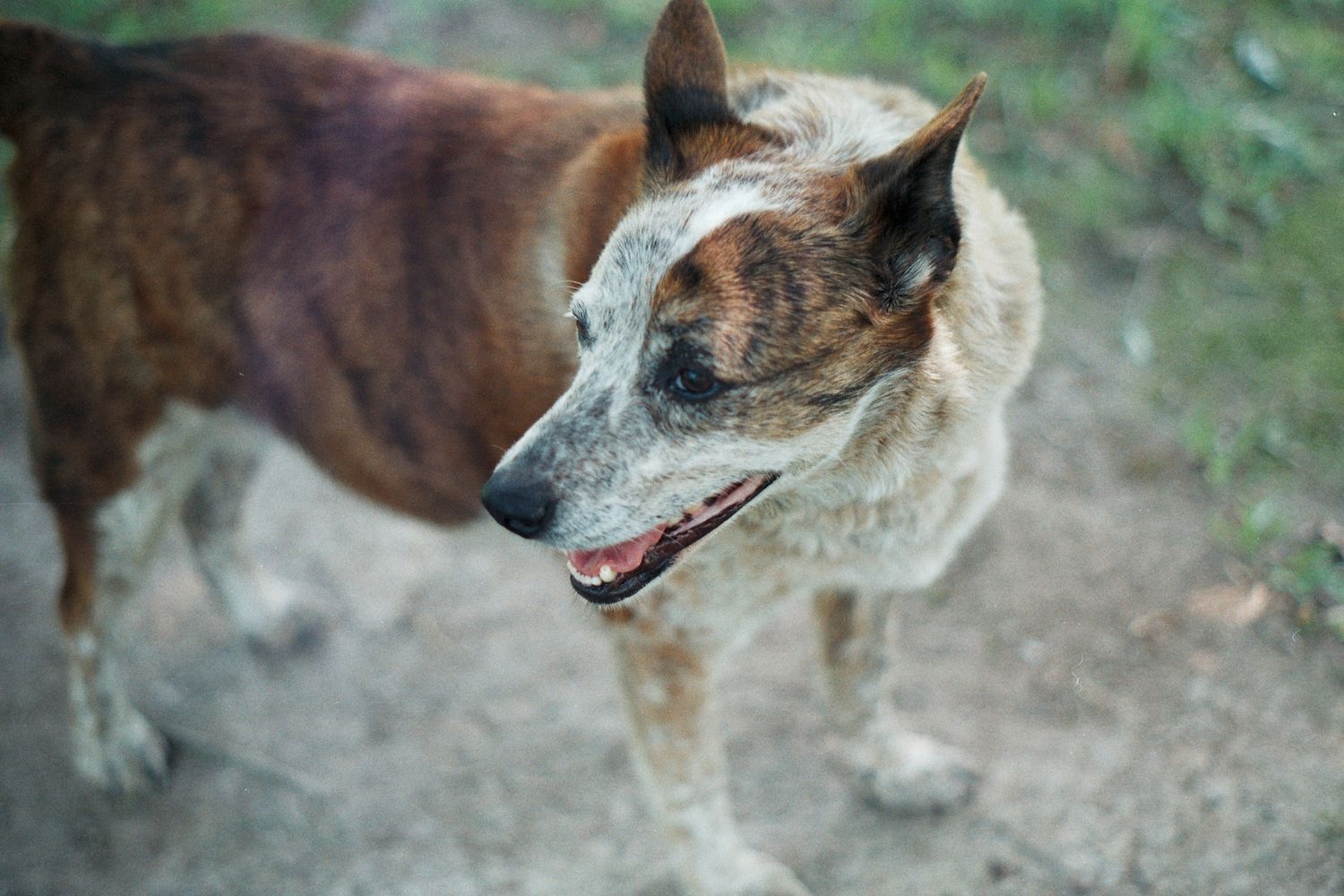 A brown and white Australian Cattle Dog stands outdoors with mouth open, showing its colorful speckled coat.