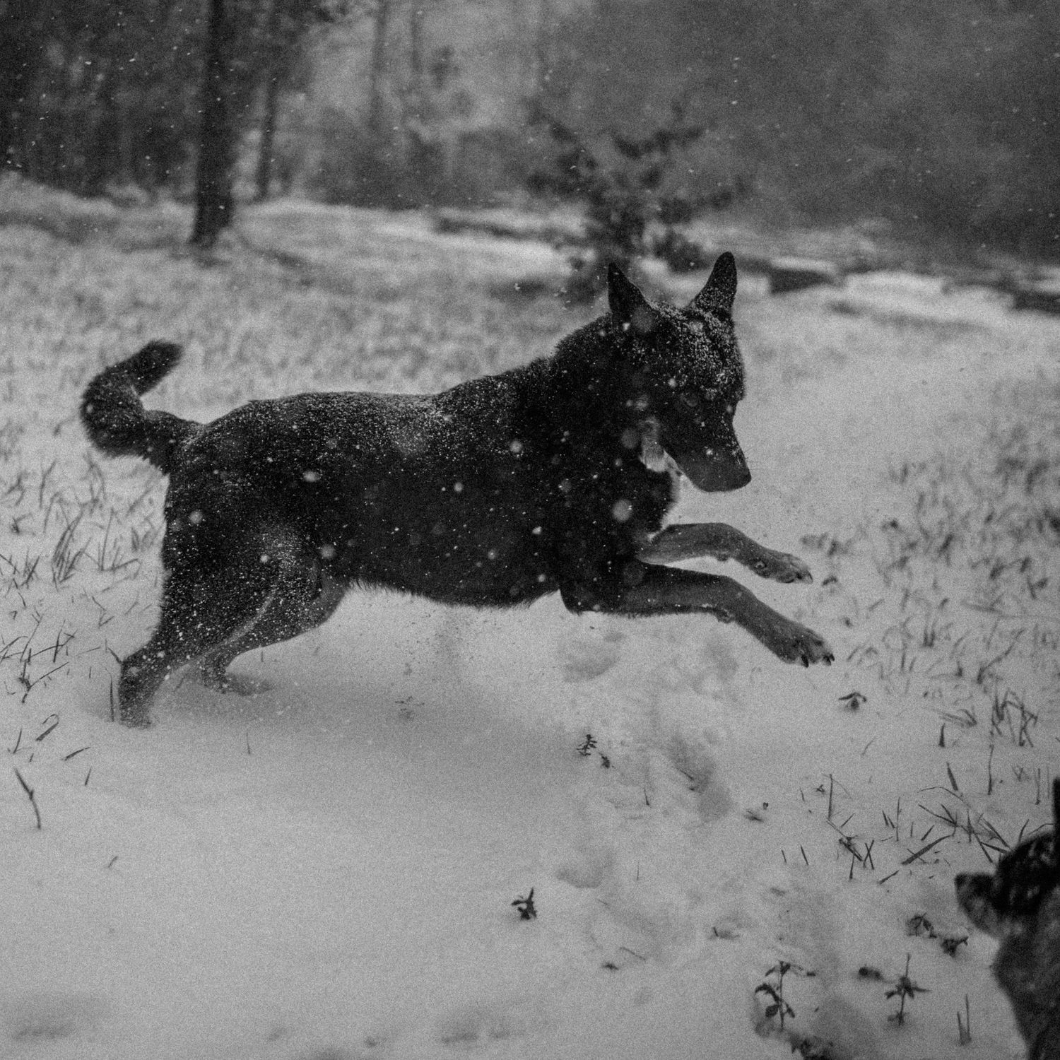 Black dog leaping joyfully through snow in a winter forest during a snowstorm, captured in black and white.