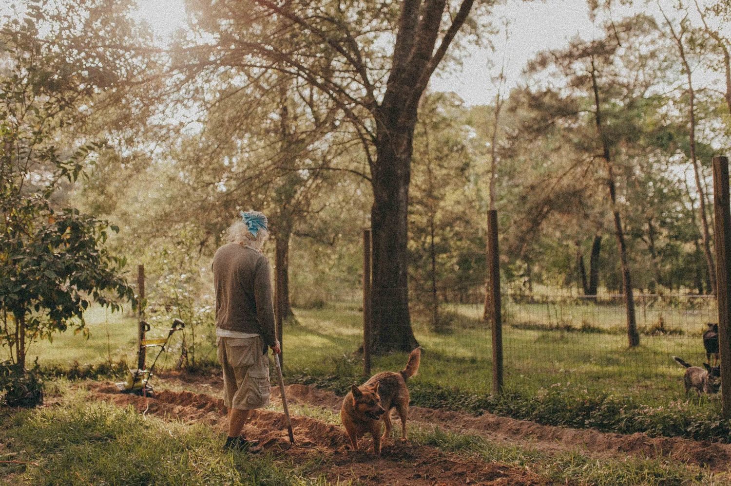 An elderly man walks a brown dog along a sunny forest path surrounded by lush green trees.