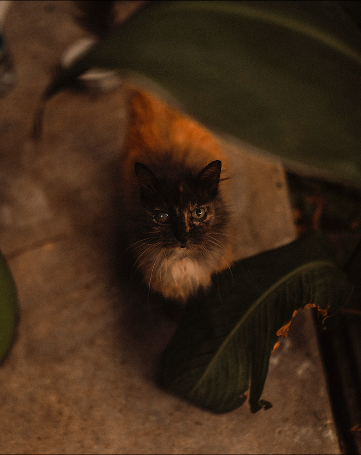 Fluffy black and orange cat with blue eyes peering from behind large green tropical leaves.