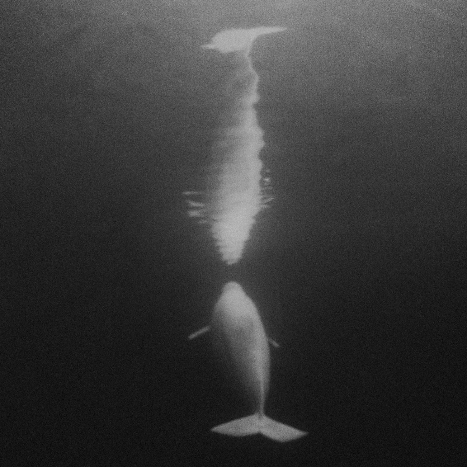 Black and white underwater photo of a beluga whale swimming gracefully beneath the ocean surface.