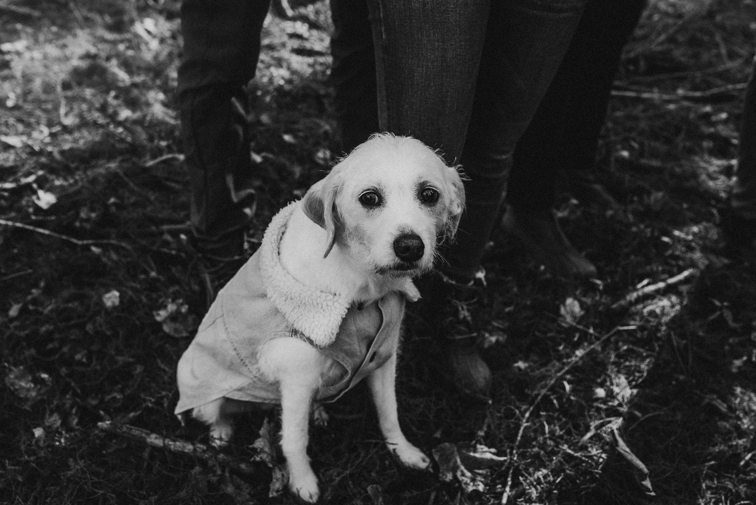 Adorable white Labrador puppy sitting on forest ground in black and white photo.