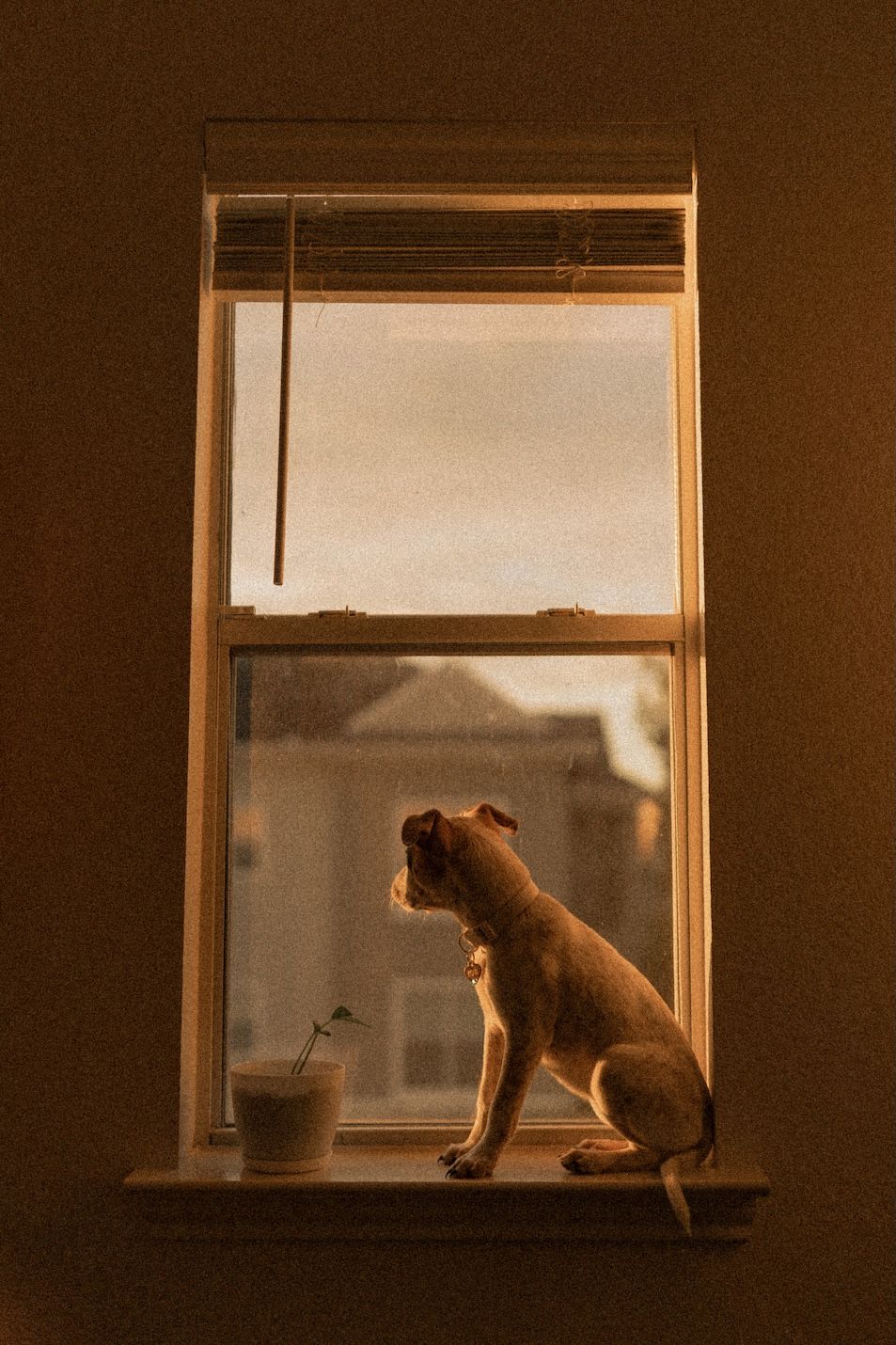A small dog sits on a windowsill at golden hour, gazing outside next to a small potted plant.