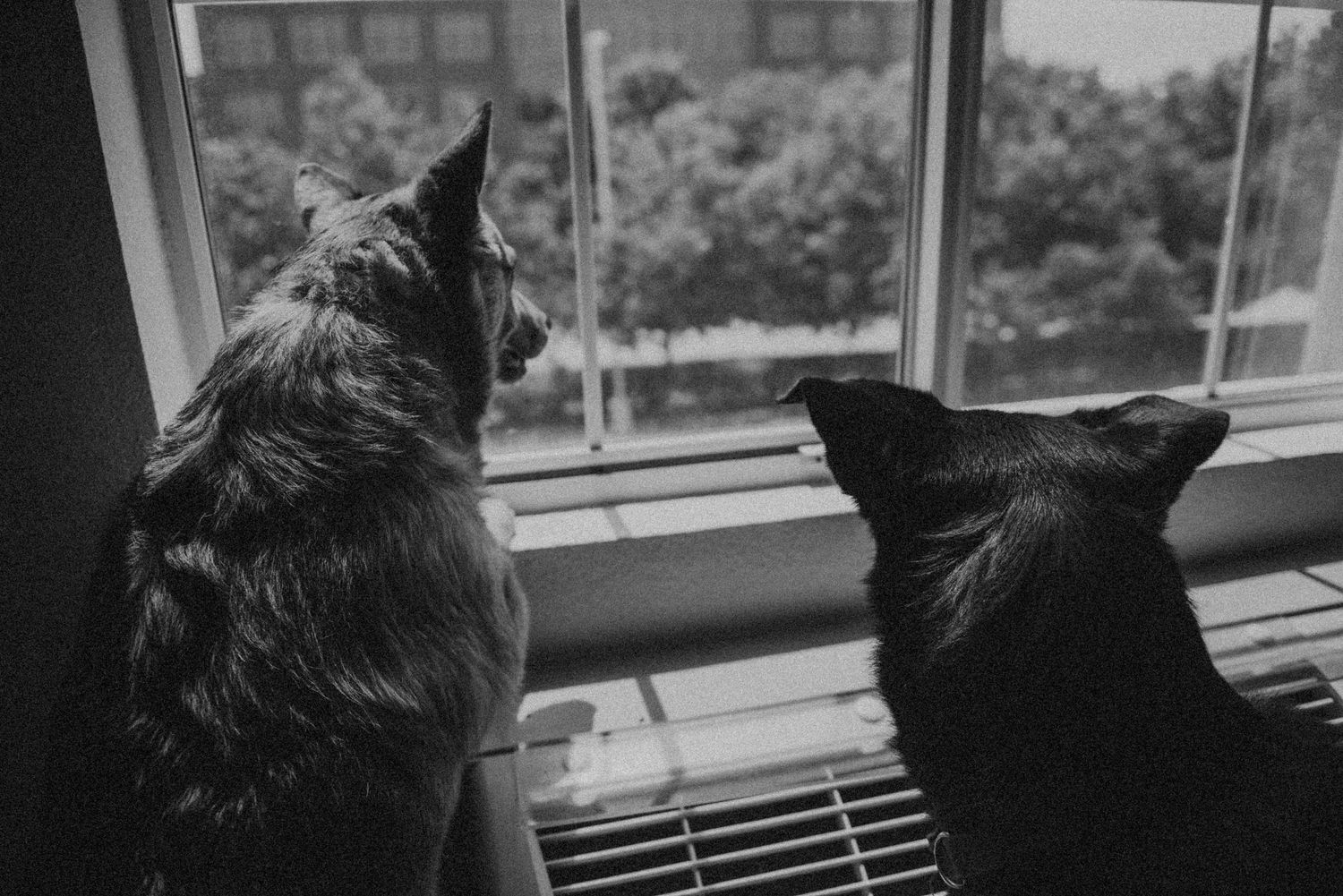 Two dogs sitting side by side looking out a window in a black and white photo.