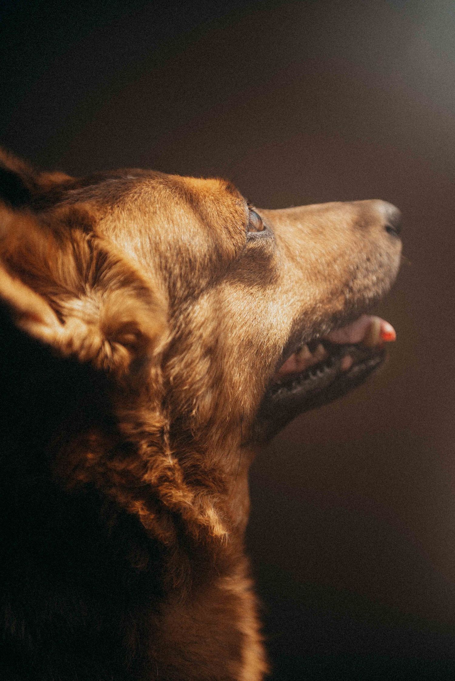 Close-up side profile of a brown dog with mouth open and tongue visible against a dark background.