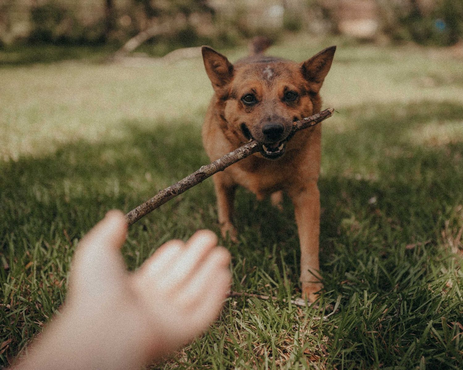 A brown dog fetches a stick in a grassy yard, eagerly running toward an outstretched human hand.
