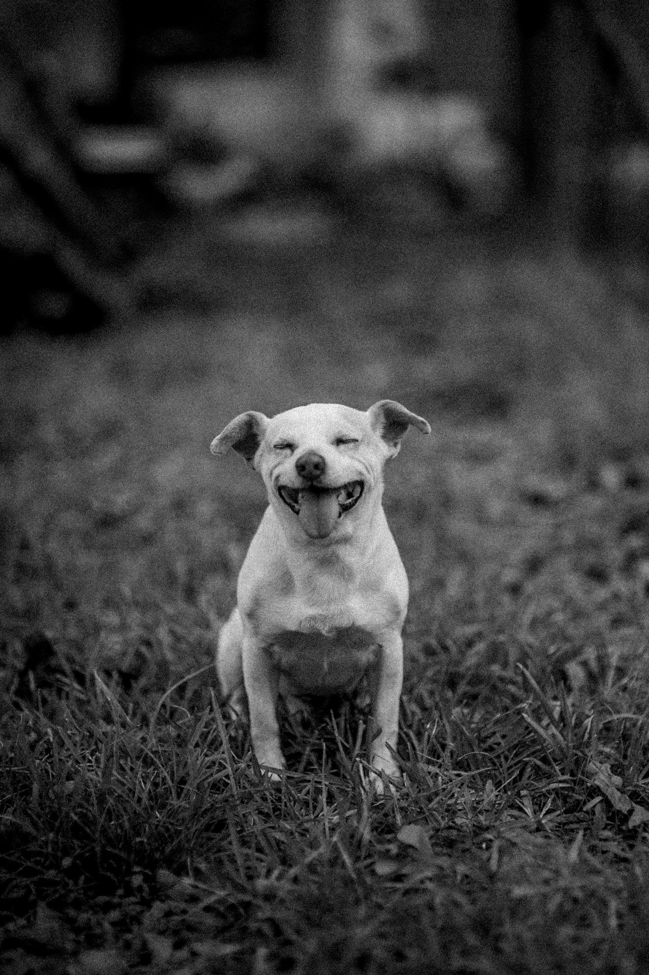 A happy white dog sits smiling on grass in a black and white portrait photo.