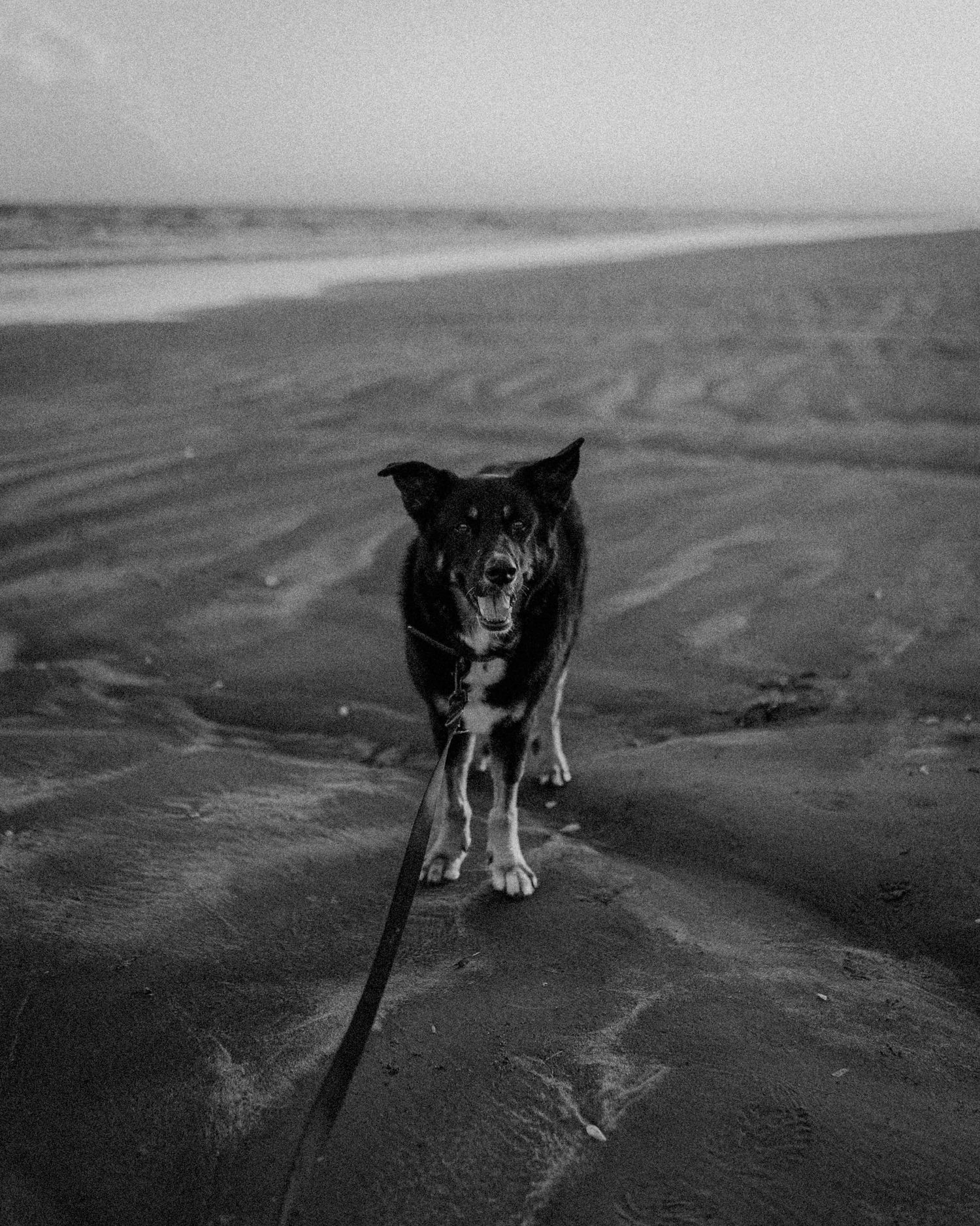 Black dog walking on a sandy beach in a moody black and white photograph.