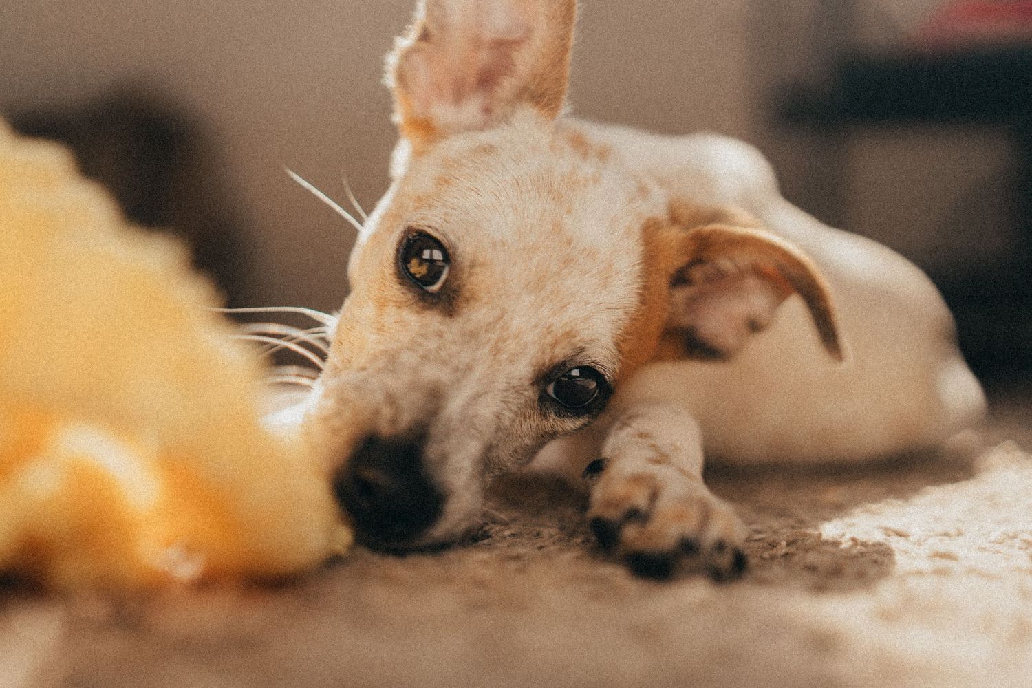 Adorable white and tan puppy lying on floor gazing at camera with yellow toy nearby.
