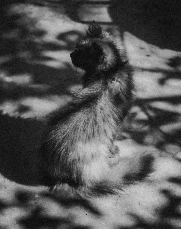Fluffy cat sitting in dappled shadows on a floor, captured in black and white photography.