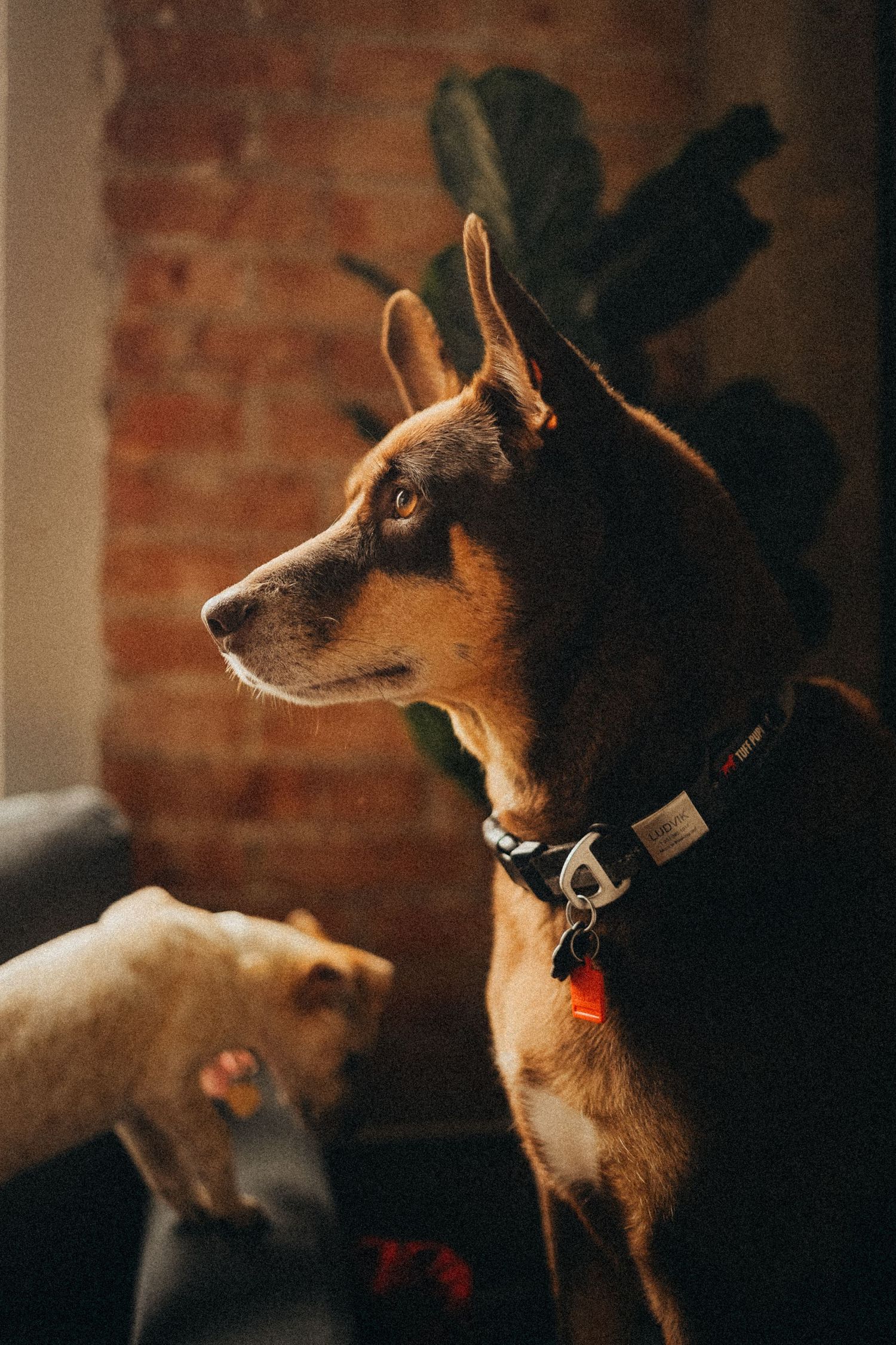 Brown dog wearing a collar sitting attentively indoors near a brick wall in warm light.