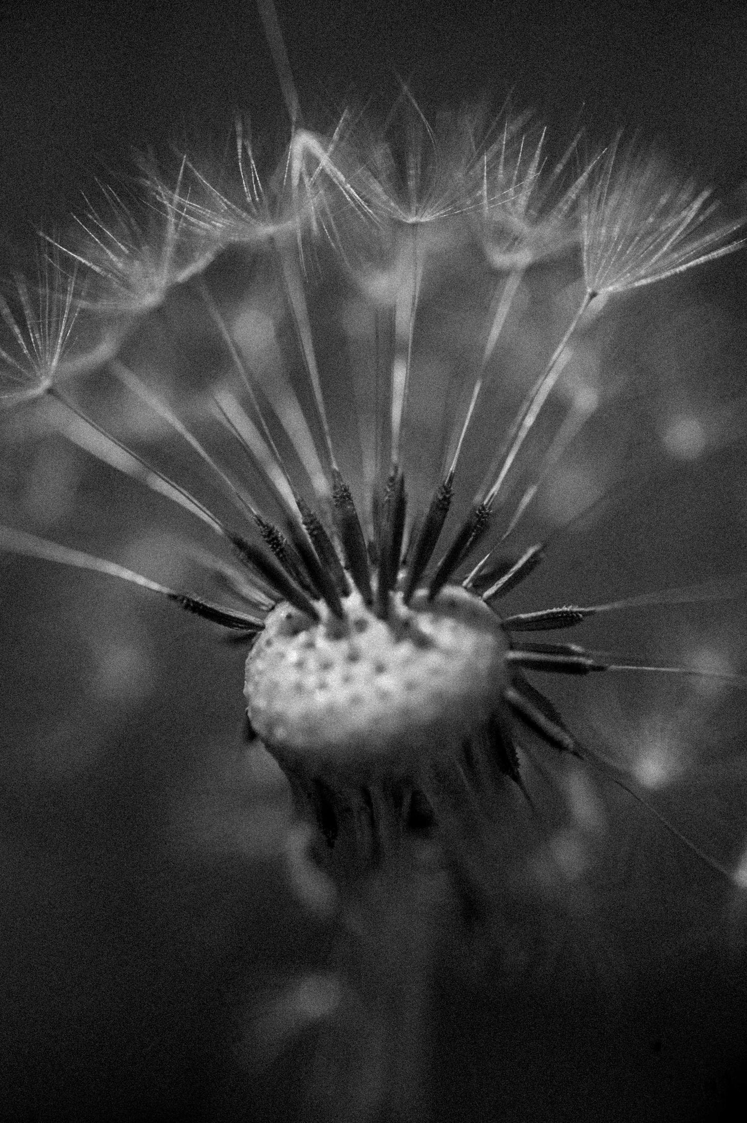 Close-up black and white macro photo of a partially seeded dandelion seedhead with delicate wispy seeds.