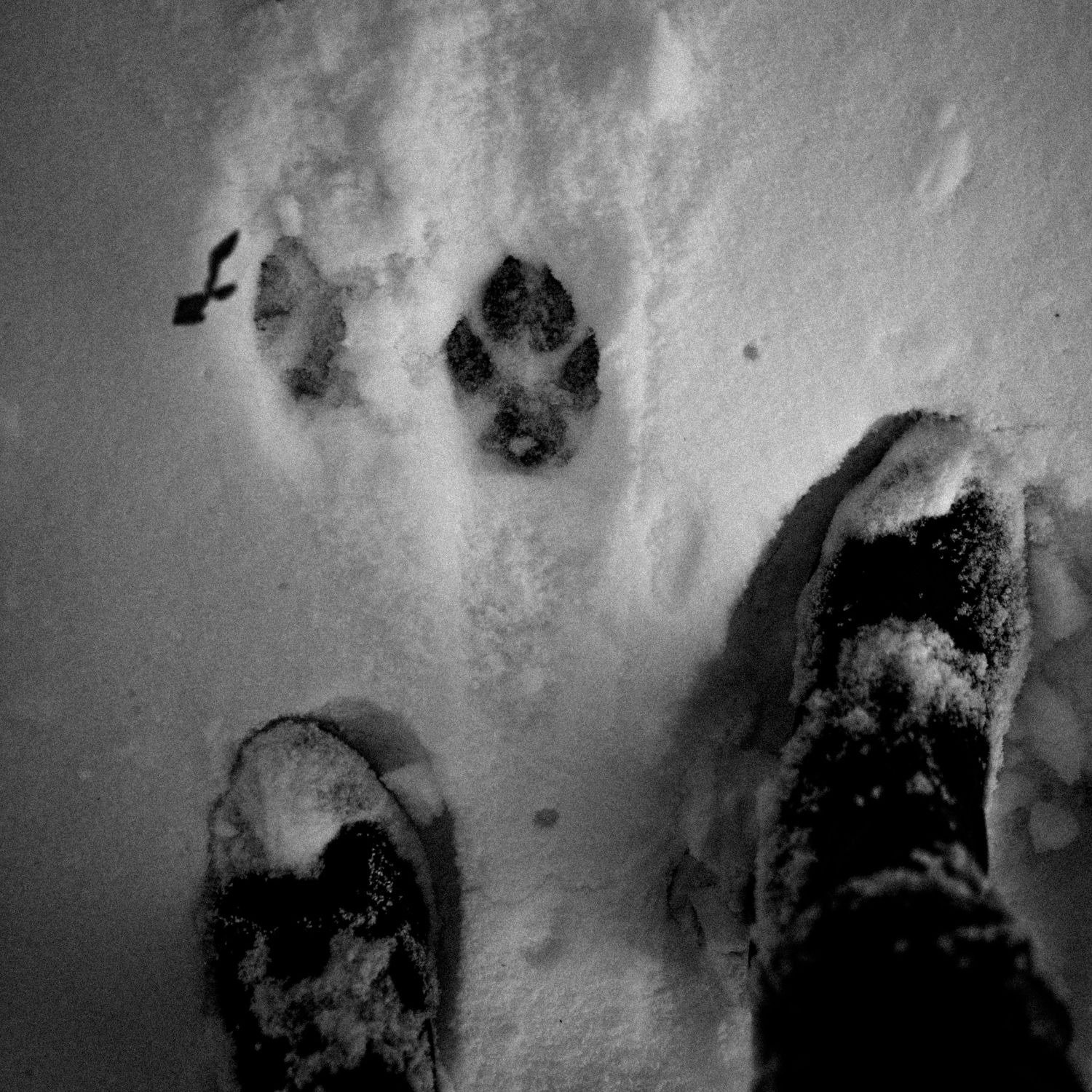 Black and white photo of large dog paw prints in fresh snow beside human footprints in winter.