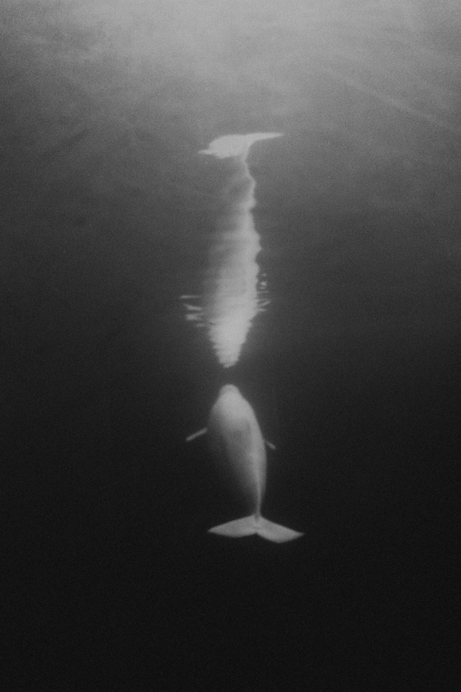 Black and white underwater photo of a beluga whale swimming gracefully beneath the ocean surface.