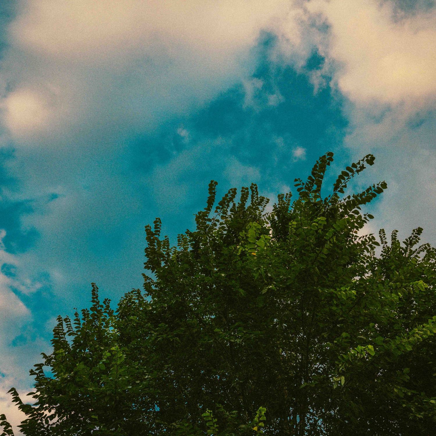 Lush green trees against a vibrant blue cloudy sky on a bright summer day.