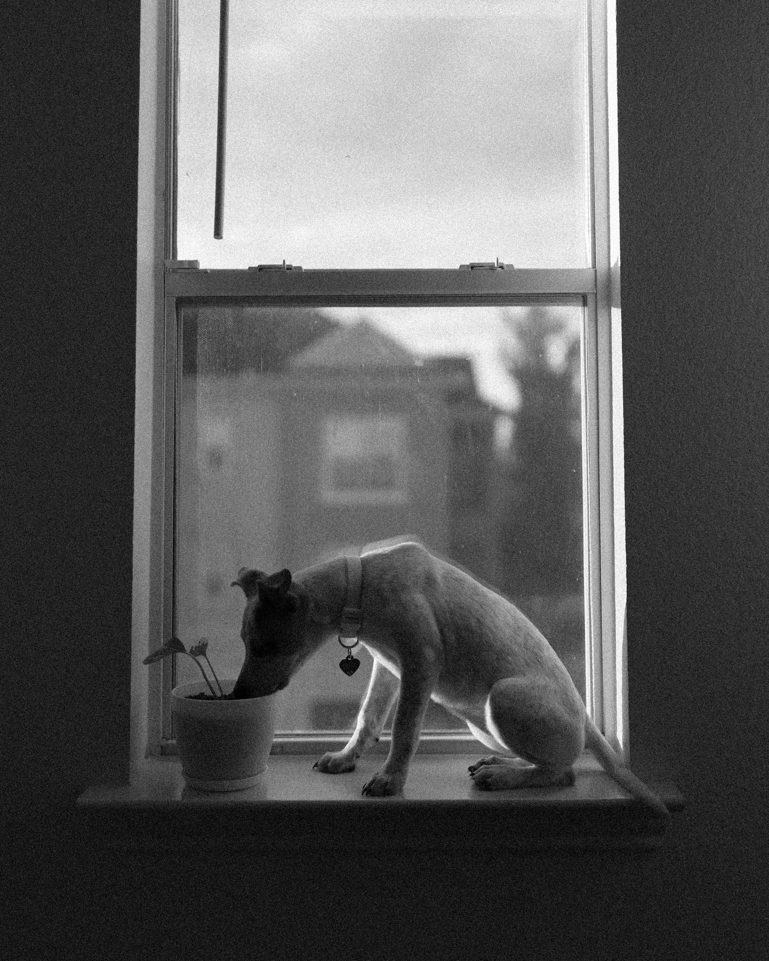 A small dog perches on a windowsill beside a potted plant in a black and white photo.