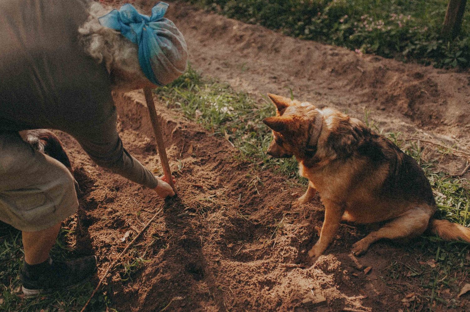 Person digging in dirt with a shovel while a German Shepherd dog watches closely outdoors.