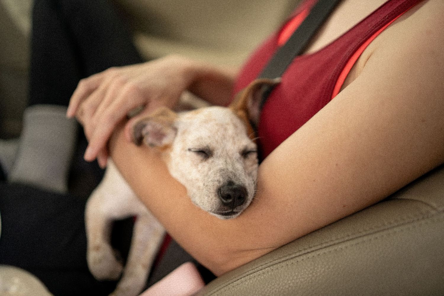 A sleepy white dog resting its head on a woman's lap in a car seat.