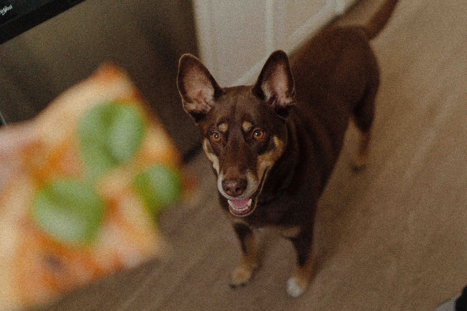 A brown dog eagerly looks up at a slice of pizza being held out to it indoors.