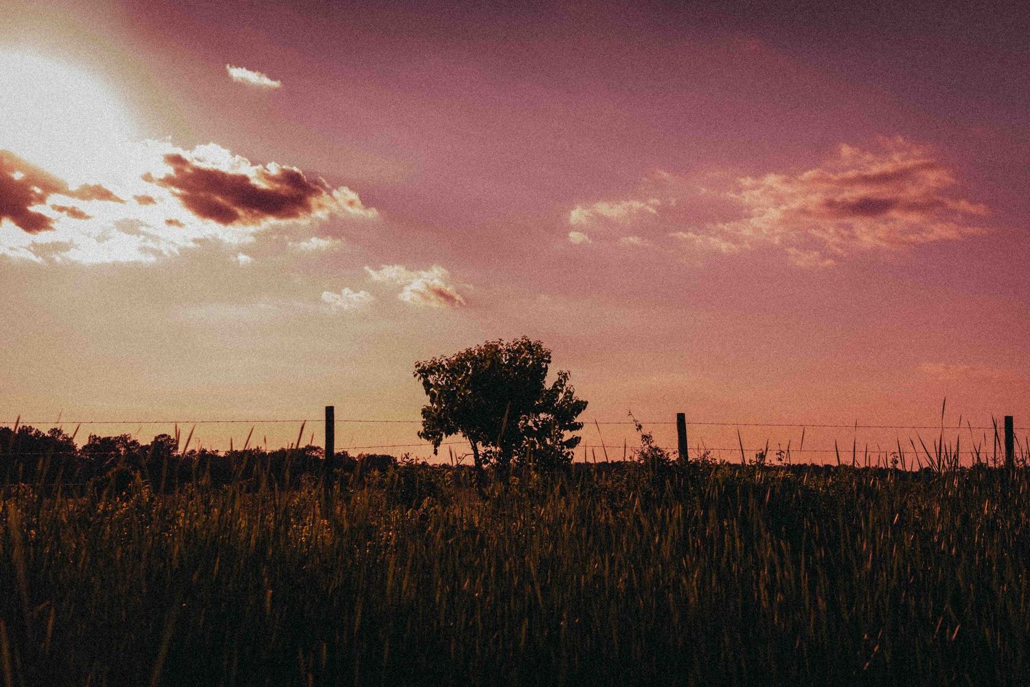 Silhouette of a lone tree and fence against a dramatic pink and purple sunset sky over a field.