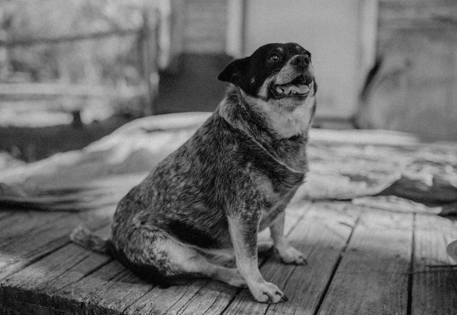 Black and white photo of a stocky dog sitting on a wooden deck looking upward.