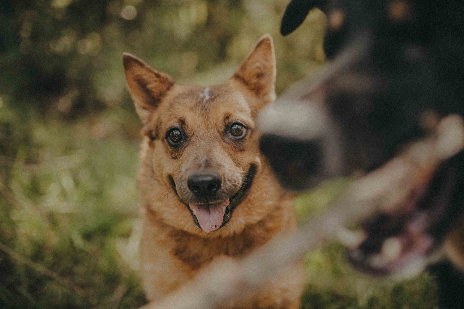 A happy brown dog with tongue out looking up through blurred branches.