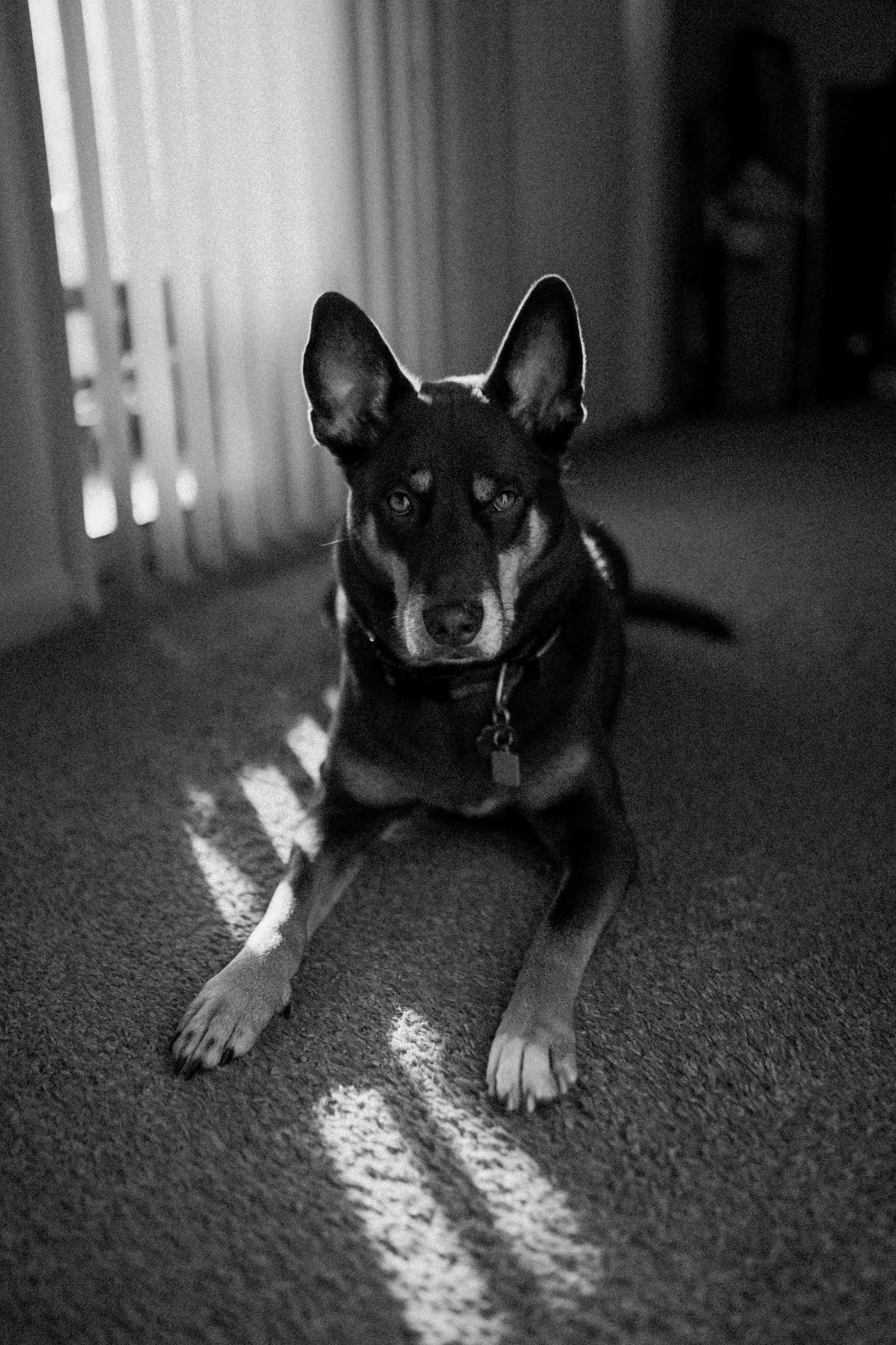 Black and white portrait of an alert German Shepherd mix lying on carpet in streaks of sunlight.