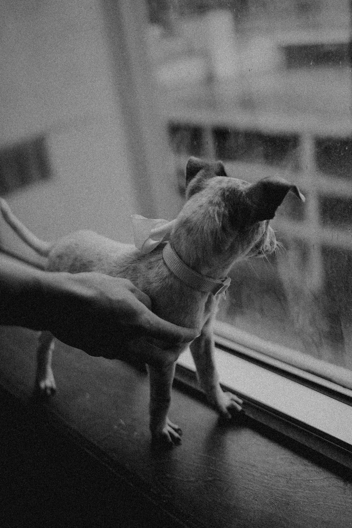 Black and white photo of a small hairless dog standing on a windowsill, held by a human hand, looking outside.