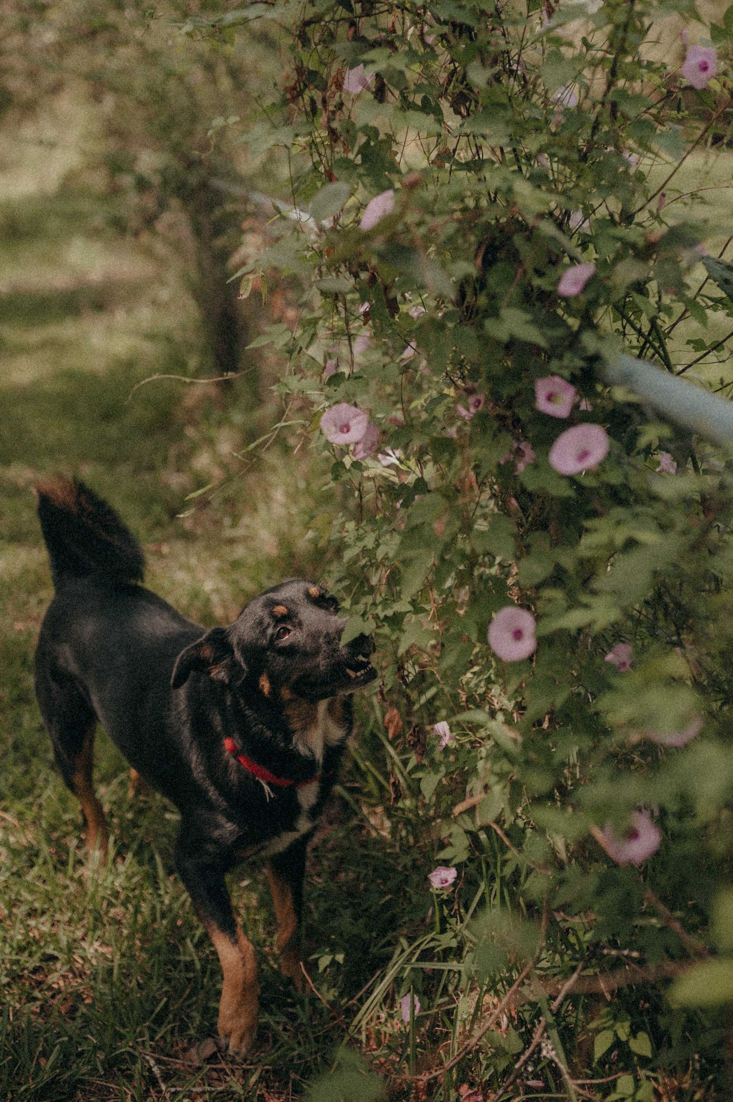 A black and tan dog sniffs purple morning glory flowers growing on a vine outdoors.