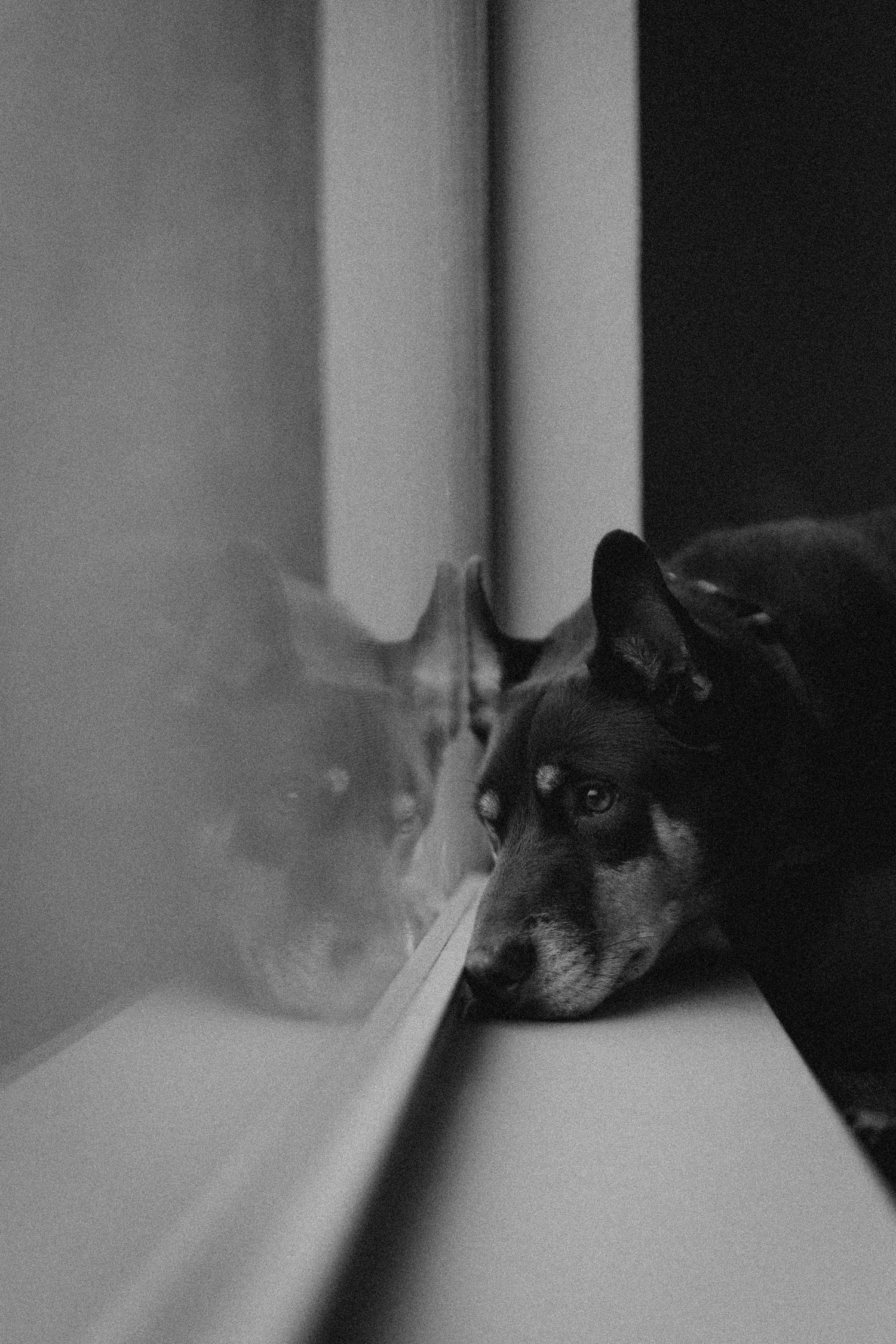 Black and white photo of a sad dog resting its chin on a windowsill, gazing outside with its reflection visible in the glass.
