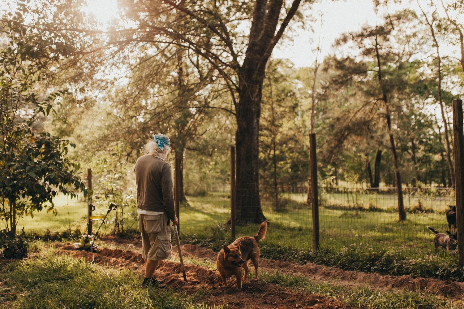 Elderly person walking with a cane and dog through a sunlit forest path surrounded by lush green trees.