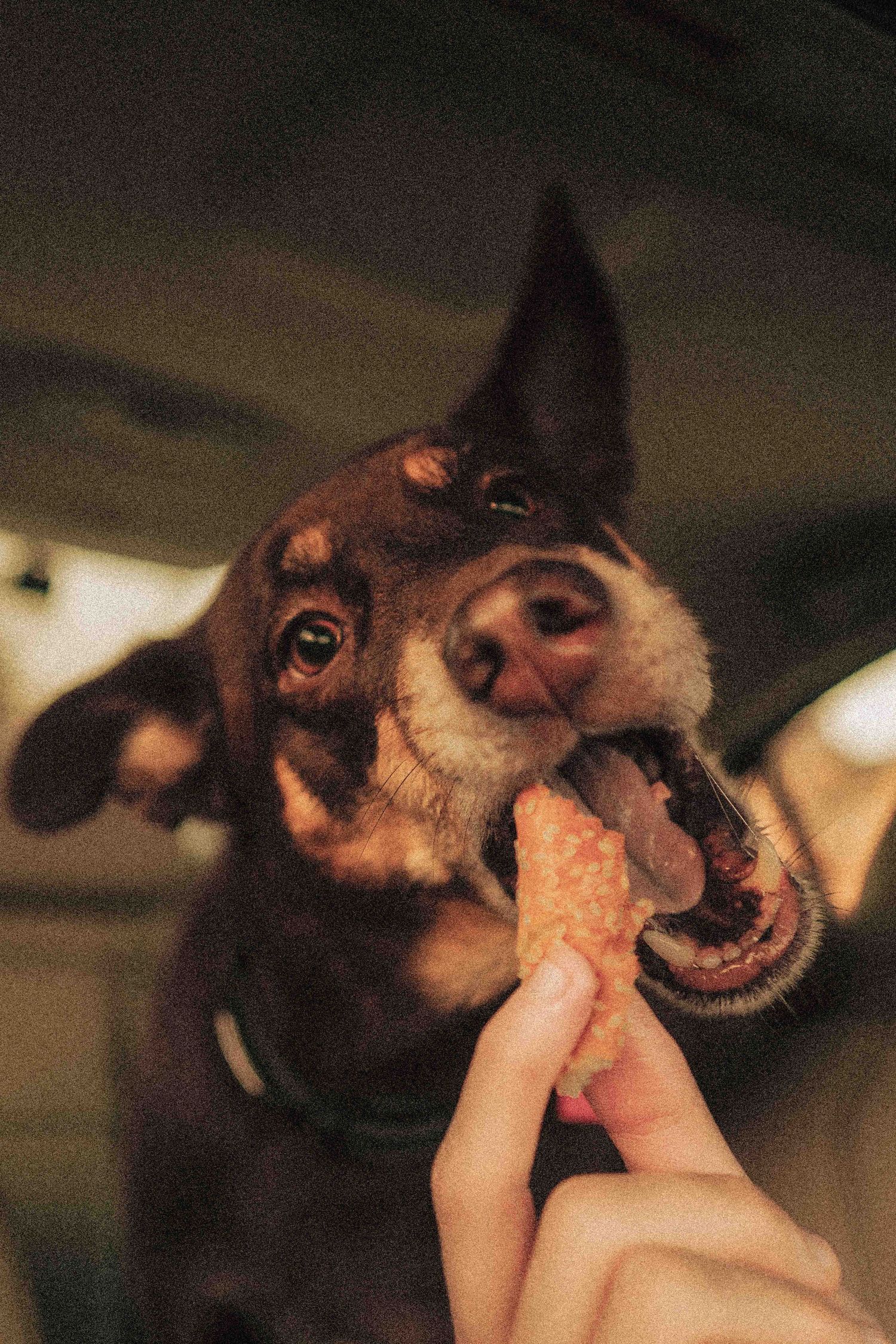 Small brown dog eagerly eating a treat from a person's hand inside a car.