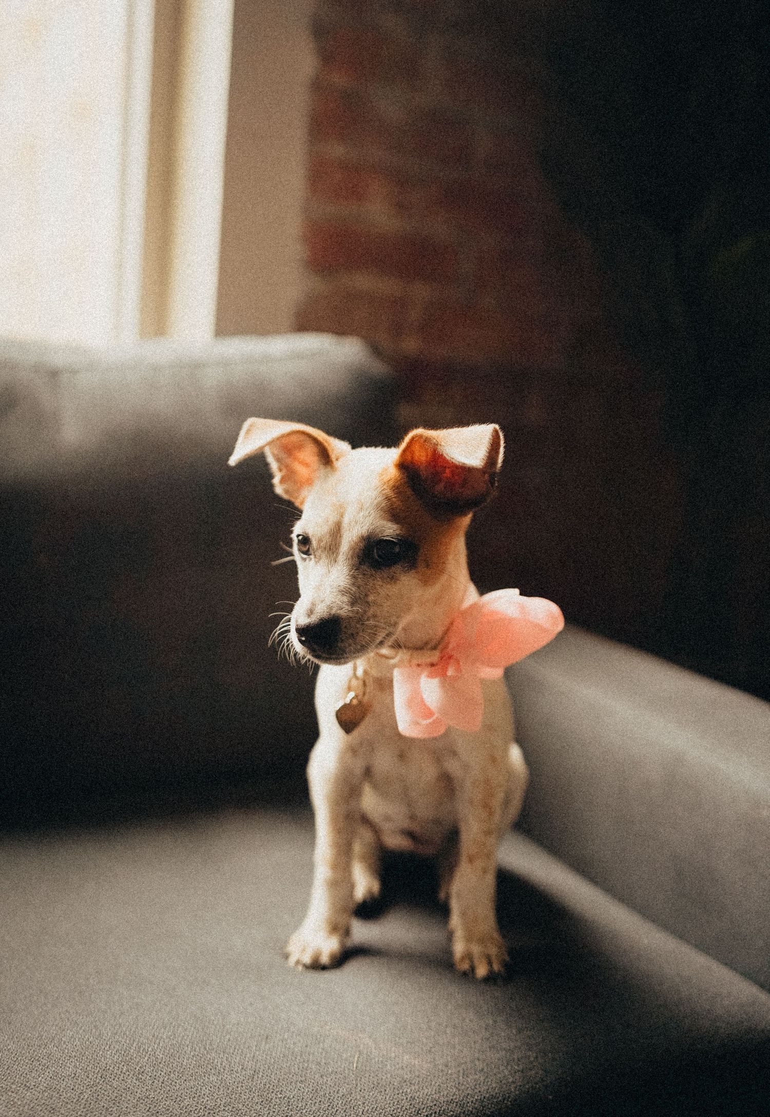 Adorable small white puppy with pink bow sitting on gray sofa near window.
