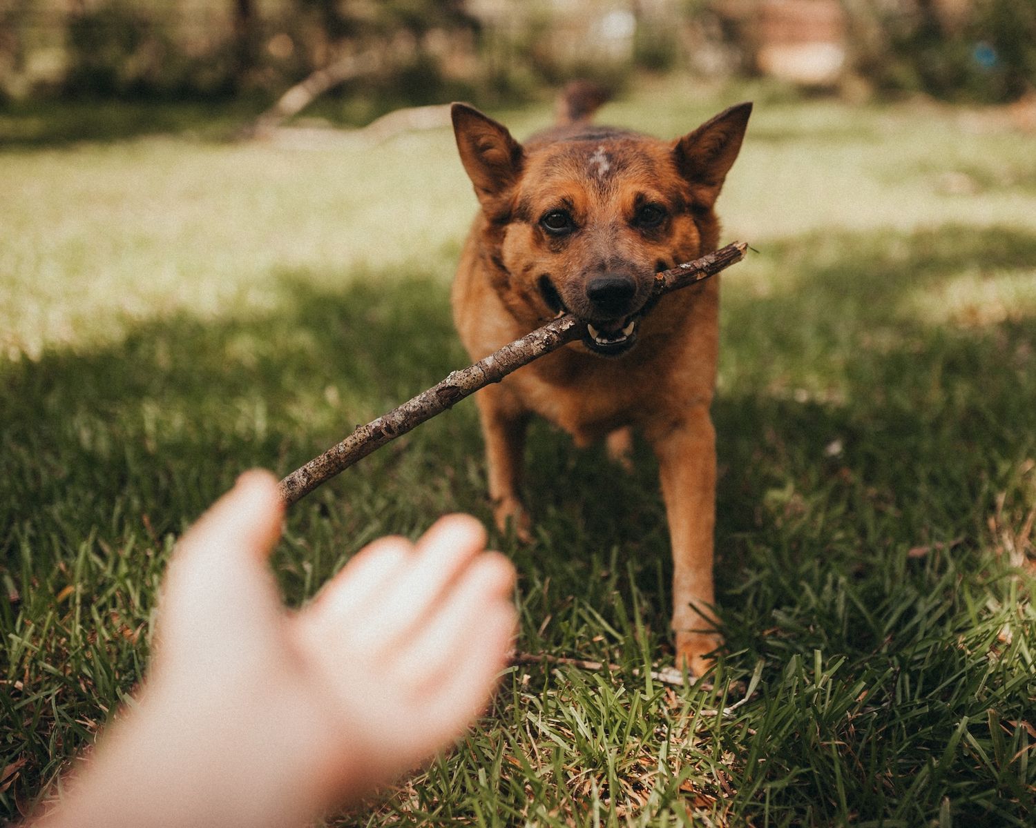 A brown dog carries a stick in its mouth on green grass while a person reaches out their hand to play fetch.